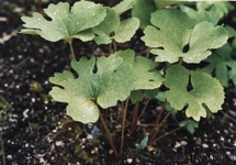 Kan Otu Kullanımı ve Faydaları Nelerdir? Kan Otu Kullanımı ve Faydaları Nelerdir?