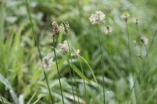 Yedi Damar Otu Özellikleri ve Faydaları Nelerdir? Yedi Damar Otu Özellikleri ve Faydaları Nelerdir?