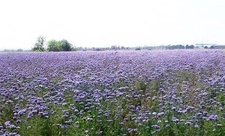 Arı Otu Kullanımı ve Faydaları Nelerdir? Arı Otu Kullanımı ve Faydaları Nelerdir?