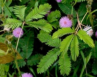 Küstüm Otu Özellikleri ve Faydaları Nelerdir? Küstüm Otu Özellikleri ve Faydaları Nelerdir?