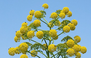 Çakşır Otu Türleri ve Özellikleri