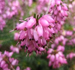 Funda Otu Özellikleri ve Faydaları Nelerdir? Funda Otu Özellikleri ve Faydaları Nelerdir?