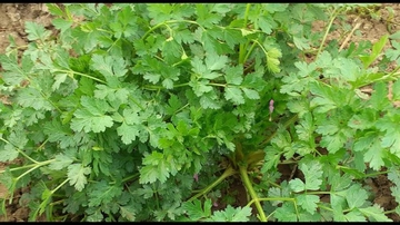 İğnelik Otu Özellikleri ve Faydaları İğnelik Otu Özellikleri ve Faydaları