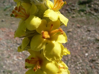 Sığır Kuyruğu Otu Türleri ve Özellikleri Sığır Kuyruğu Otu Türleri ve Özellikleri
