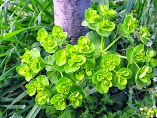 Sütleğen Otu Kullanımı ve Faydaları Nelerdir? Sütleğen Otu Kullanımı ve Faydaları Nelerdir?