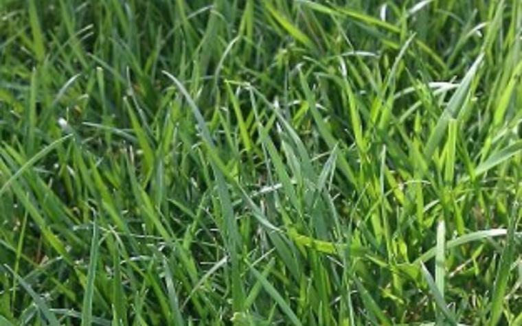 Çayır Güzeli Özellikleri ve Faydaları