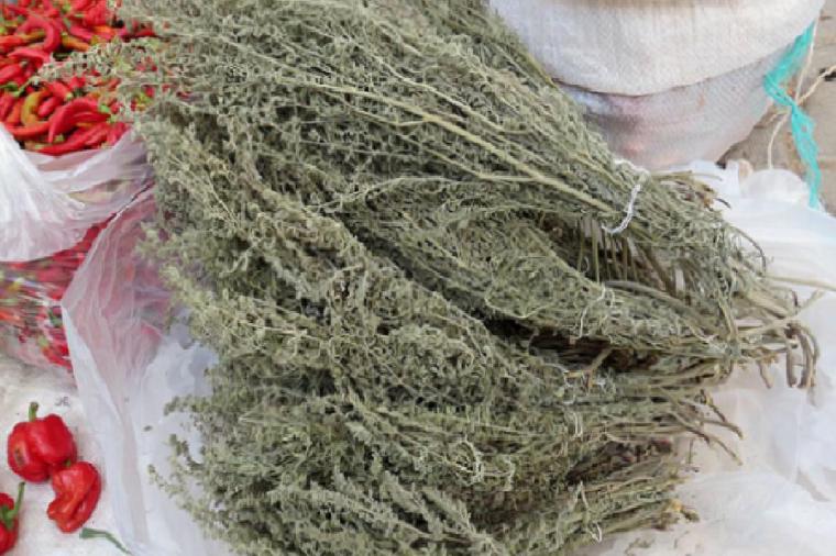 Çörtük Otu Özellikleri ve Faydaları