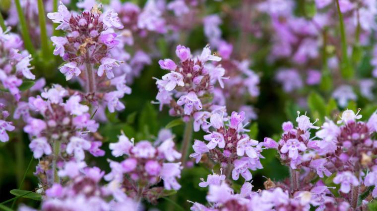 Dalak Otu Özellikleri ve Faydaları