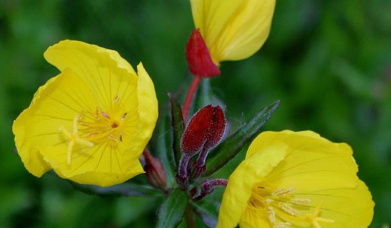 Ezan Çiçeği Özellikleri ve Faydaları