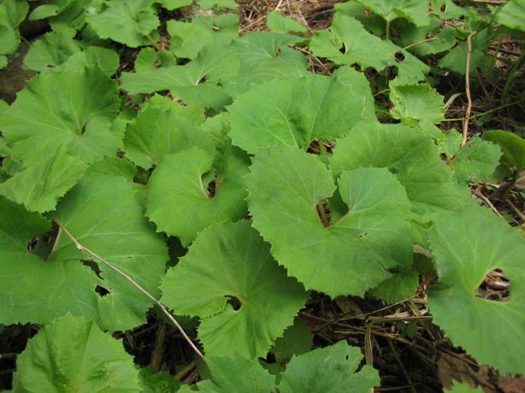 Kabalak Otu Özellikleri ve Faydaları