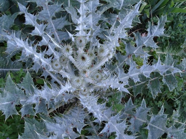 Kangal Dikeni Özellikleri ve Faydaları
