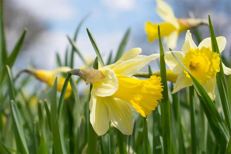 Nergis Otu Türleri ve Faydaları