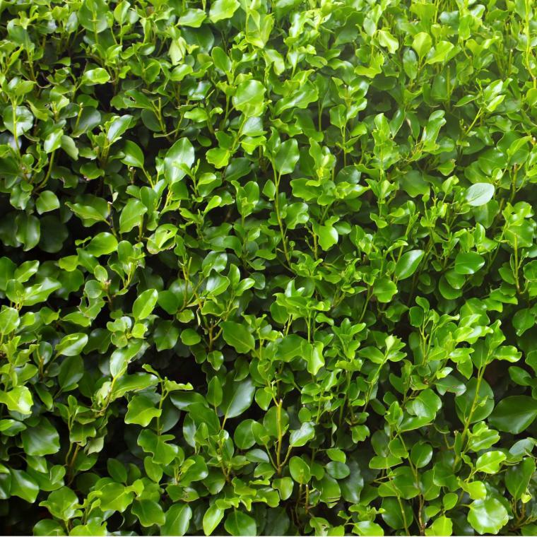 Şimşir Otu Özellikleri ve Faydaları