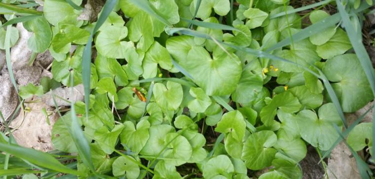 Su Teresi Otu Özellikleri ve Faydaları