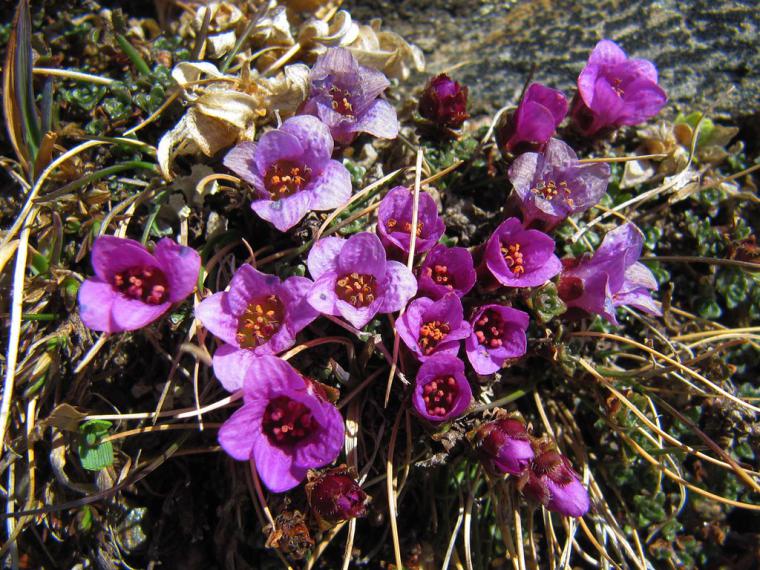 Taşkıran Otu Özellikleri ve Faydaları