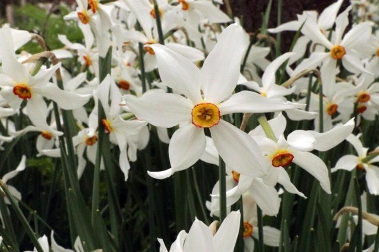 Zerrin Kadeh Çiçeği Özellikleri ve Faydaları